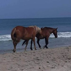 Meet your Posher, Chuck